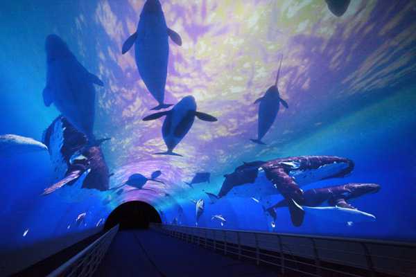 精品欧美一区二区三区久久久