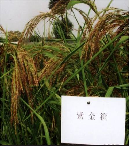 精品欧美一区二区三区久久久